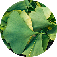ginko
