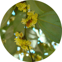 lindera-aggregata