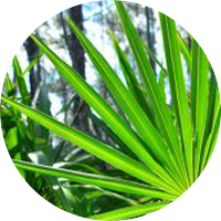 saw-palmetto-berry