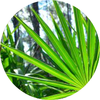 Muira Pauma Bark Extract